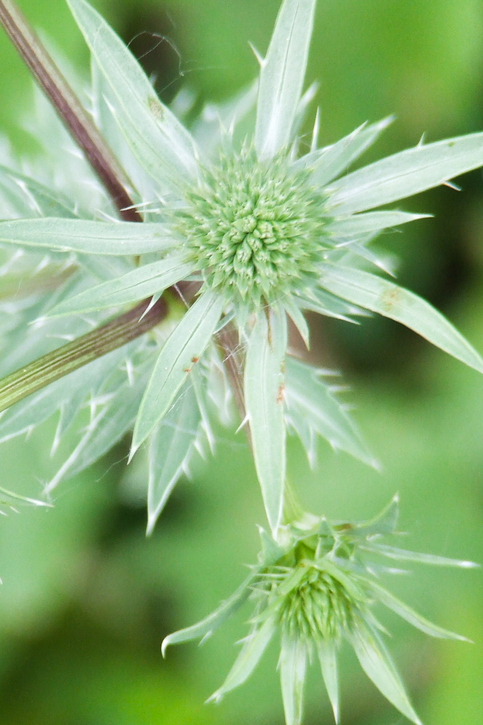 Sea Holly